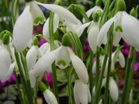 Galanthus Straffan